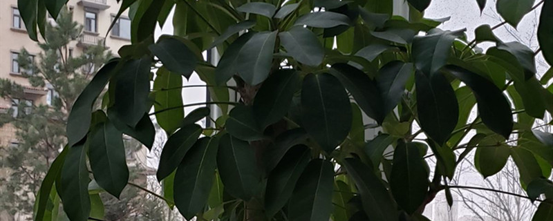 大叶伞有没有花和果实 大叶伞有没有花和果实
