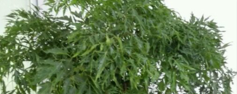 福禄桐有没有花和果实 福禄桐有没有花和果实