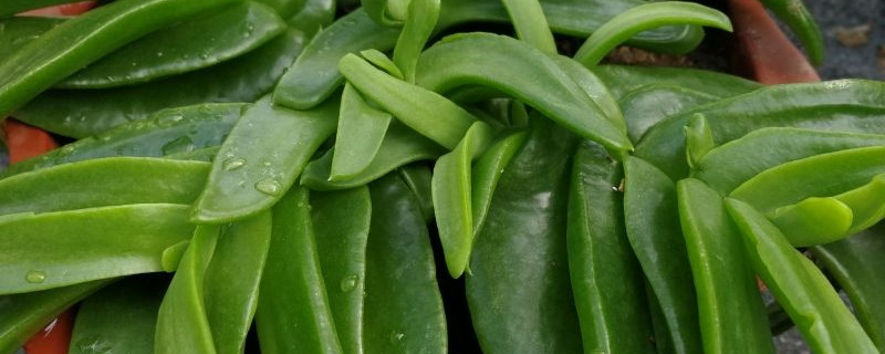 佛手掌有没有花和果实 佛手掌有没有花和果实