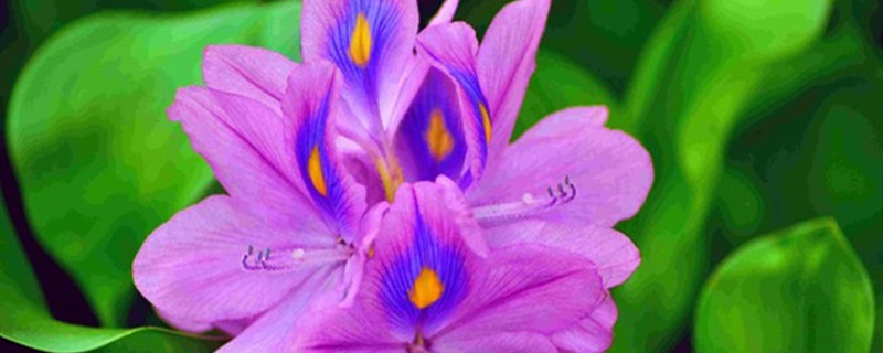 凤眼蓝有没有花和果实 凤眼蓝有没有花和果实