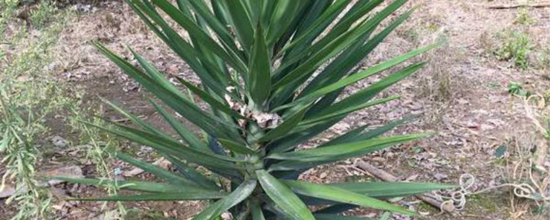 凤尾兰有没有花和果实 凤尾兰有没有花和果实
