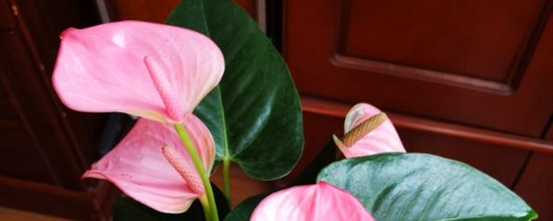 粉掌有没有花和果实 粉掌有没有花和果实