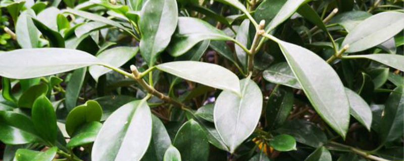 非洲茉莉有没有花和果实 非洲茉莉有没有花和果实