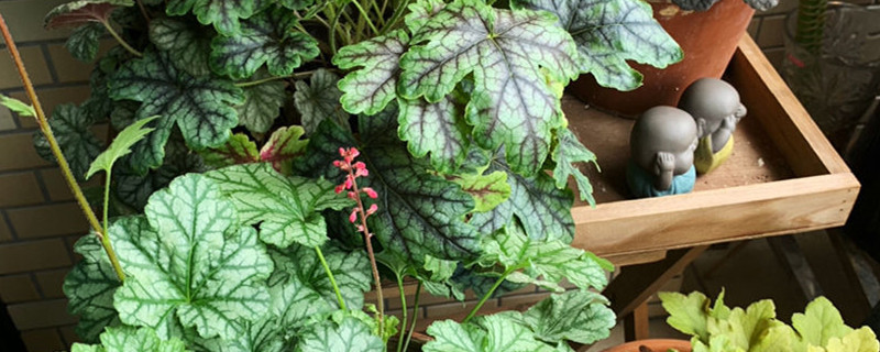 矾根有没有花和果实