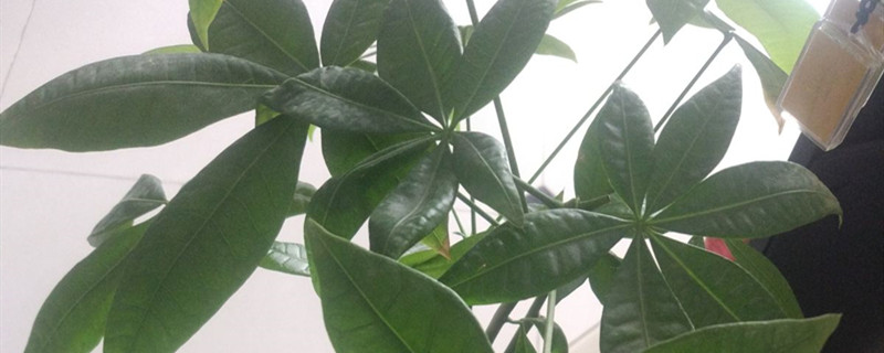发财树有没有花和果实 发财树有没有花和果实