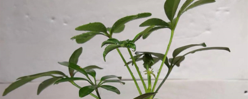 鹅掌柴有没有花和果实 鹅掌柴有没有花和果实