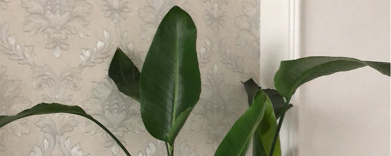 鹅莓有没有花和果实 鹅莓有没有花和果实