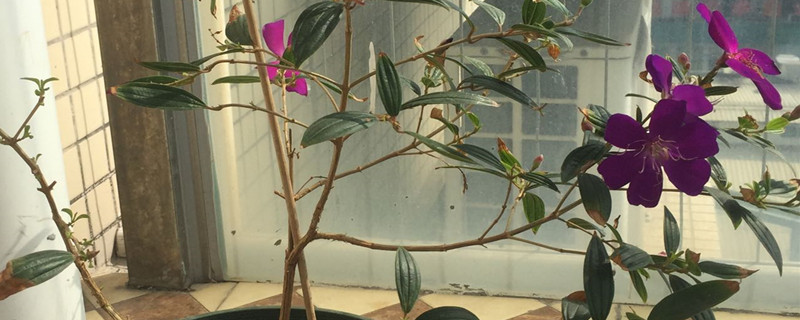多花野牡丹有没有花和果实