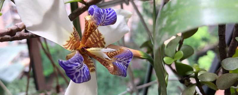 巴西鸢尾有没有花和果实 巴西鸢尾有没有花和果实