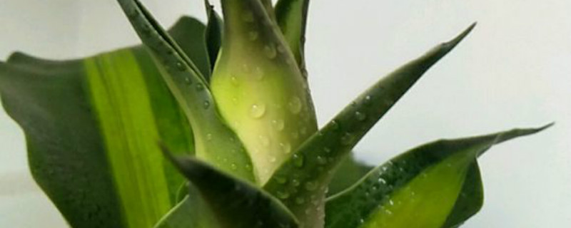 巴西木有没有花和果实 巴西木有没有花和果实