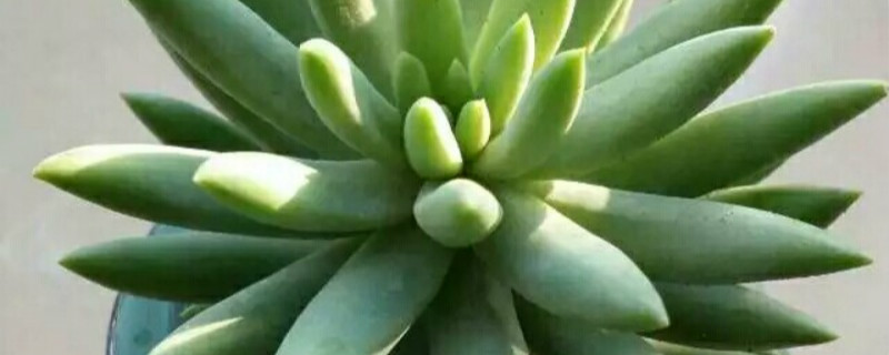 八千代有没有花和果实 八千代有没有花和果实
