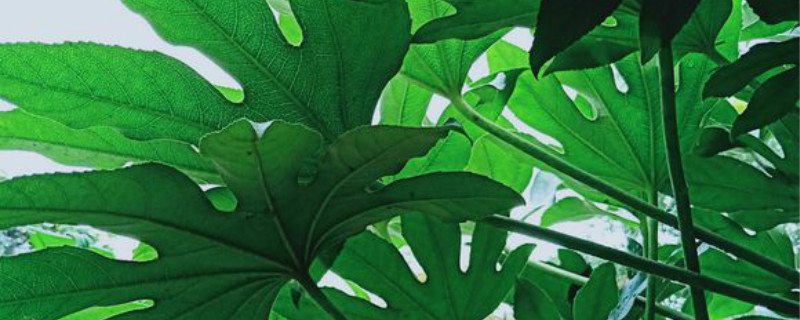 八角金盘有没有花和果实 八角金盘有没有花和果实