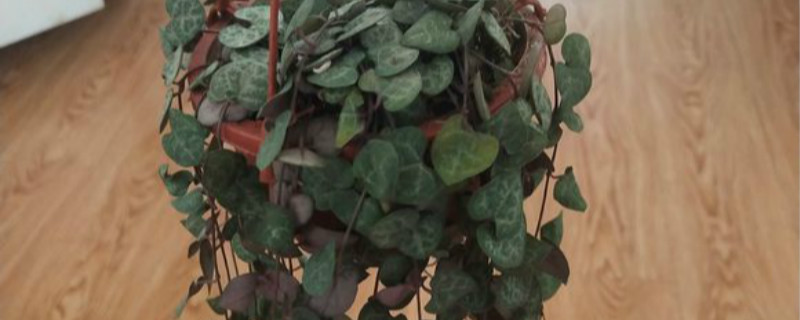 爱之蔓有没有花和果实 爱之蔓有没有花和果实