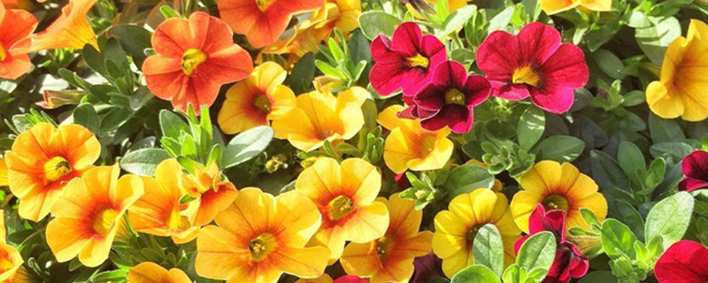 矮牵牛有没有花和果实 矮牵牛有没有花和果实