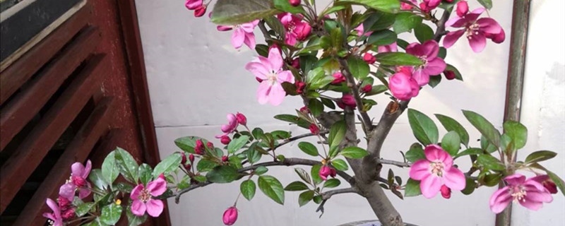 垂枝海棠开花吗 垂枝海棠开花吗