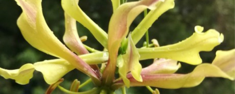 嘉兰开花吗 嘉兰开花吗