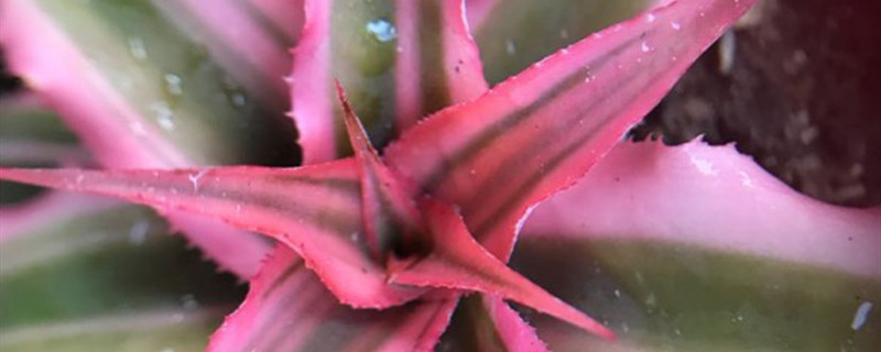 姬凤梨开花吗
