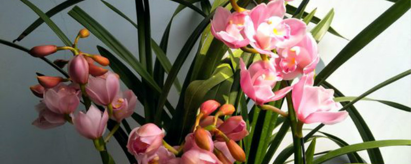 蕙兰开花吗 蕙兰开花吗