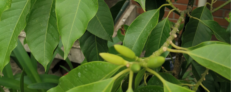黄桷兰开花吗 黄桷兰开花吗