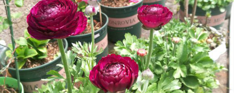 花毛莨开花吗 花毛莨开花吗