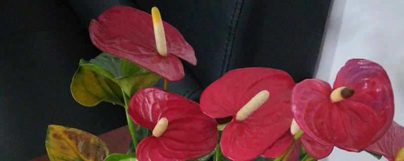 红掌开花吗 红掌开花吗