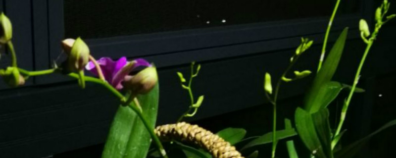红花石斛开花吗 红花石斛开花吗