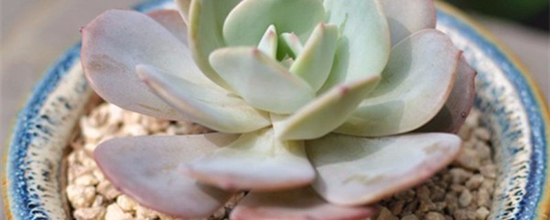 红粉台阁开花吗 红粉台阁开花吗