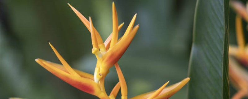鹤望兰开花吗 鹤望兰开花吗