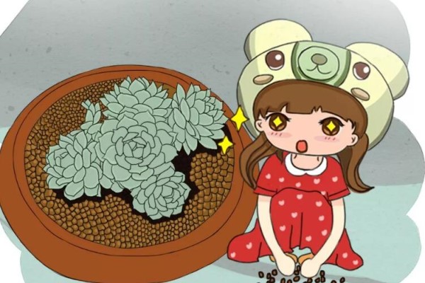 盆里撒一把它,花呼呼长,浇水再也不烂根! 盆里撒一把它,花呼呼长,浇水再也不烂根!