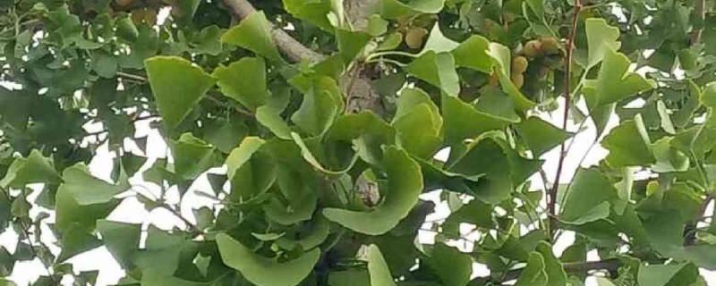 活化石植物有什么品种 活化石植物有什么品种