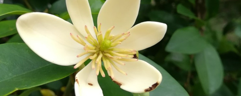 含笑花开花吗 含笑花开花吗