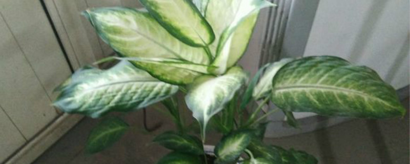 广东万年青开花吗 广东万年青开花吗