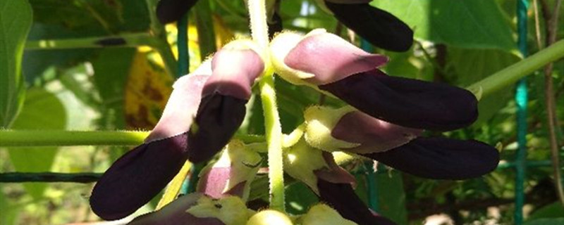 葛花开花吗 葛花开花吗