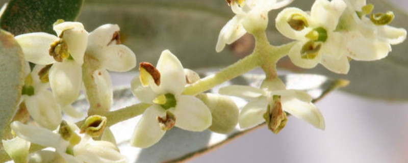 橄榄花开花吗 橄榄花开花吗