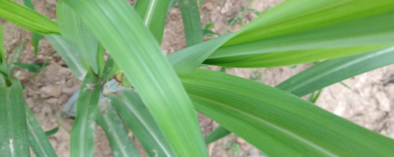 甘蔗开花吗 甘蔗开花吗