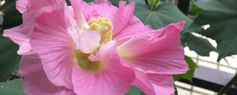 芙蓉花开花吗 芙蓉花开花吗