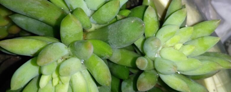佛手开花吗 佛手开花吗