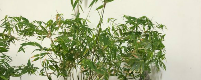 凤尾竹养多长时间会开花