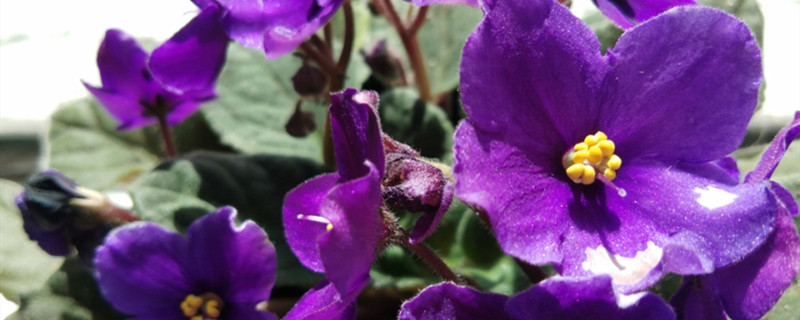 非洲堇开花吗 非洲堇开花吗