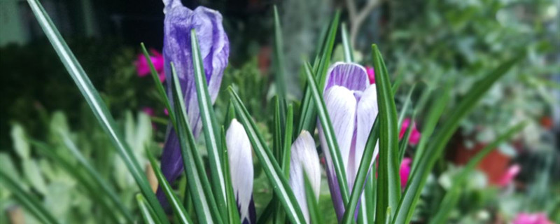 番红花开花吗 番红花开花吗