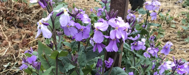 二月兰开花吗 二月兰开花吗