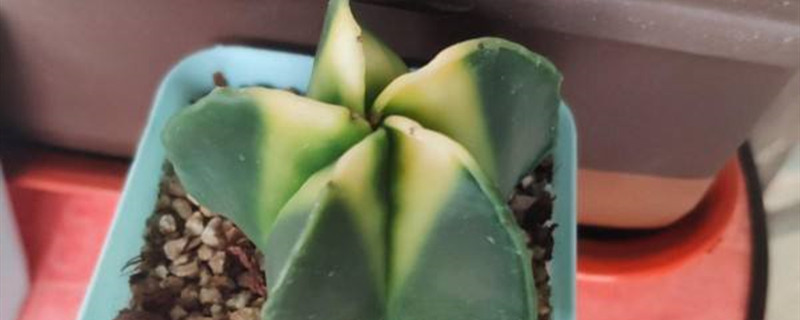 多柱头星球开花吗 多柱头星球开花吗