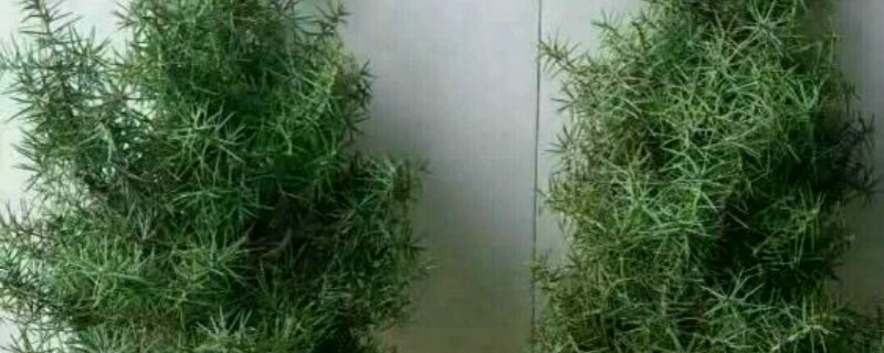 杜松开花吗 杜松开花吗