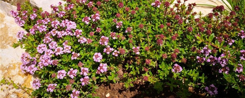 百里香开花吗 百里香开花吗