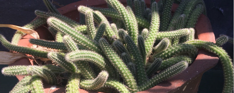 白檀开花吗 白檀开花吗