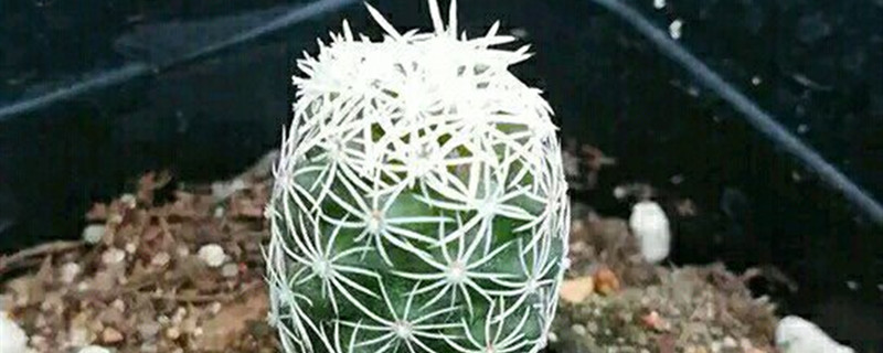 白鸟开花吗 白鸟开花吗