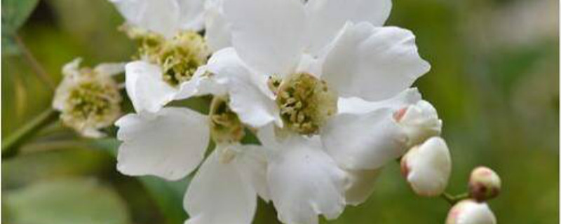 白鹃梅开花吗 白鹃梅开花吗