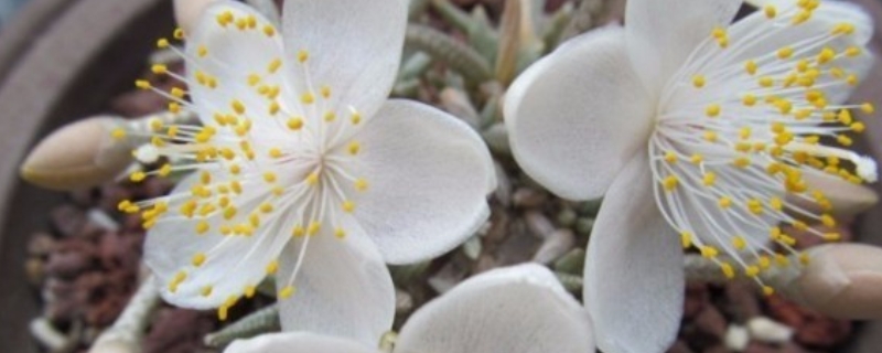 白花韧锦开花吗 白花韧锦开花吗