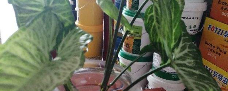 白蝴蝶开花吗 白蝴蝶开花吗