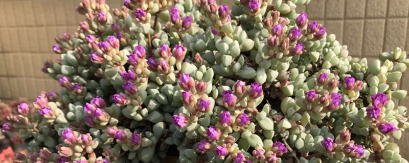 白凤菊开花吗